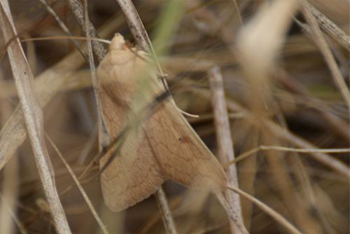 Réf. 311 242 : Mythimna vitellina